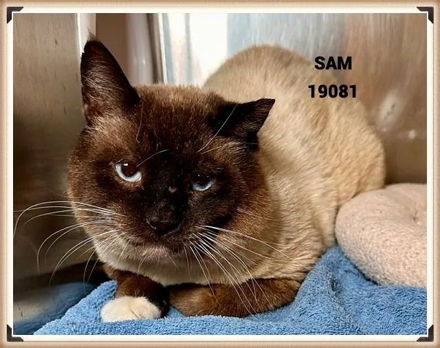 Sam thumbnail 3