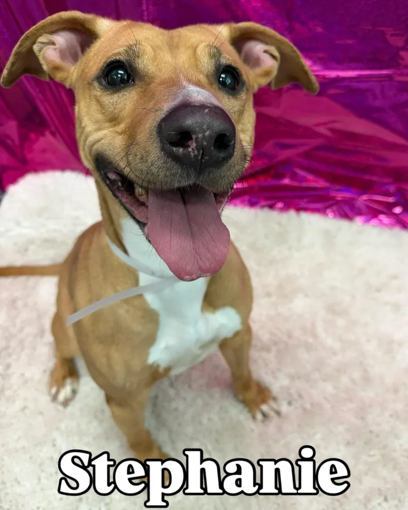 An adult medium-sized female Yellow / Tan / Blond / Fawn Pit Bull Terrier dog named Stephanie Tag for adoption in Central Islip, NY