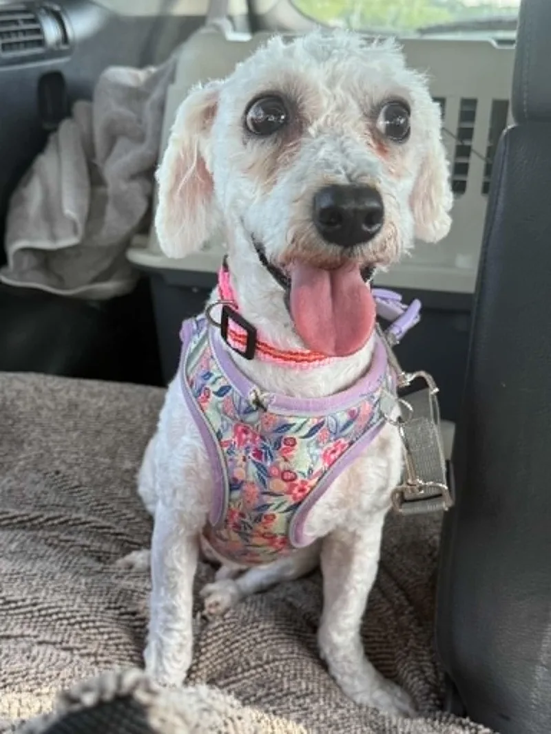 An adult medium-sized female Bichon Frise dog named Sugar for adoption in Havertown, PA