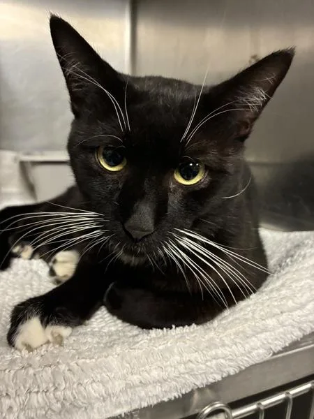 An adult small-sized male Domestic Short Hair cat named Pixar Lamp FIV+ for adoption in Richmond, VA