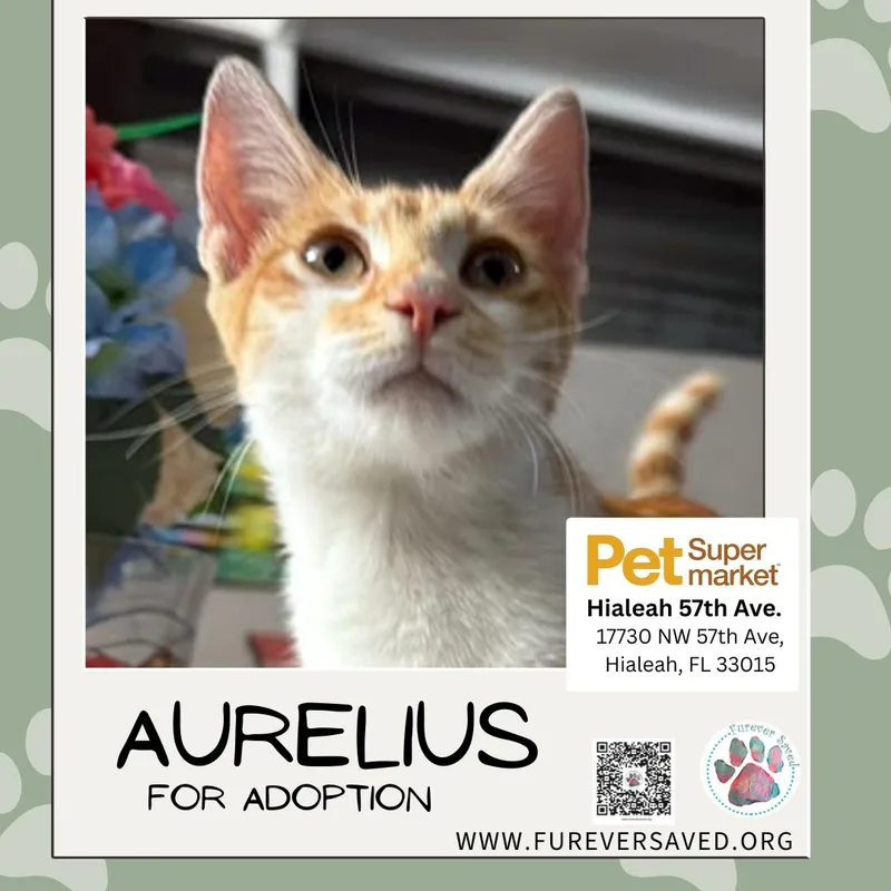 A baby small-sized male Orange & White Domestic Short Hair cat named Aurelius for adoption in Miami, FL