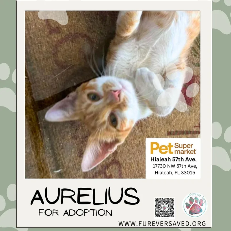 Aurelius thumbnail 2