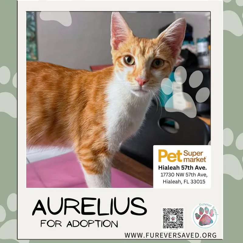 Aurelius thumbnail 3