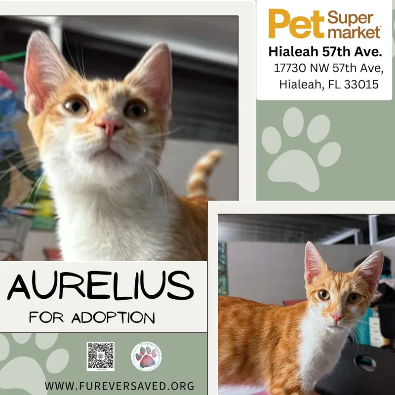 Aurelius thumbnail 4