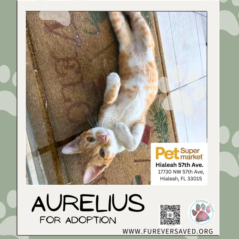Aurelius thumbnail 5