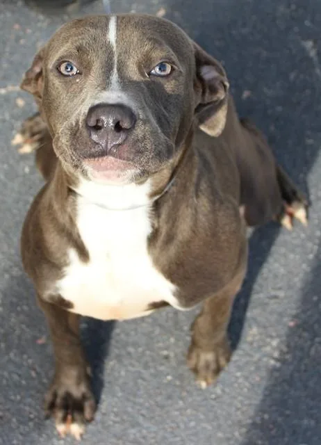 A young medium-sized female Pit Bull Terrier dog named Angie for adoption in Lexington, SC