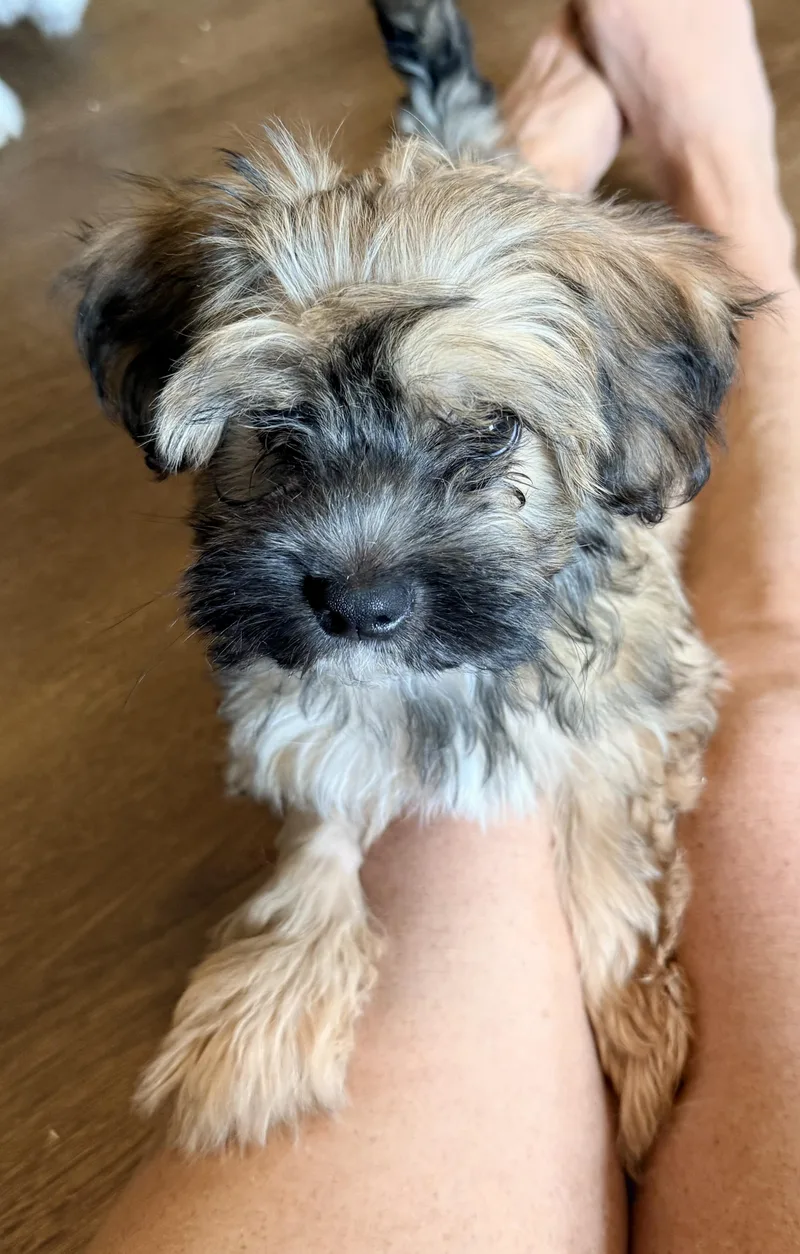 A baby small-sized male Brown / Chocolate Yorkie Poo dog named Sailor for adoption in Cincinnati, OH