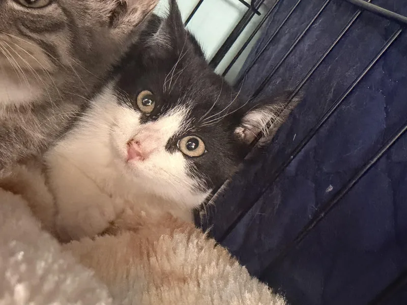 A baby medium-sized female Black & White / Tuxedo Domestic Short Hair cat named Galaxy for adoption in Hudson, NY