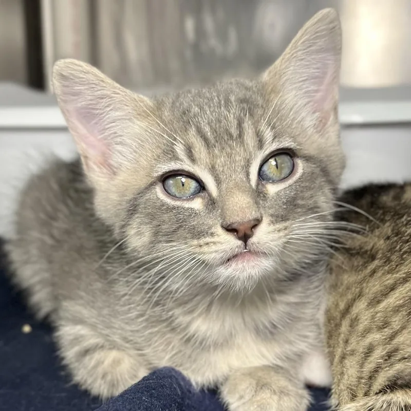 A baby small-sized male Gray / Blue / Silver Domestic Short Hair cat named Web for adoption in Palm Springs, CA