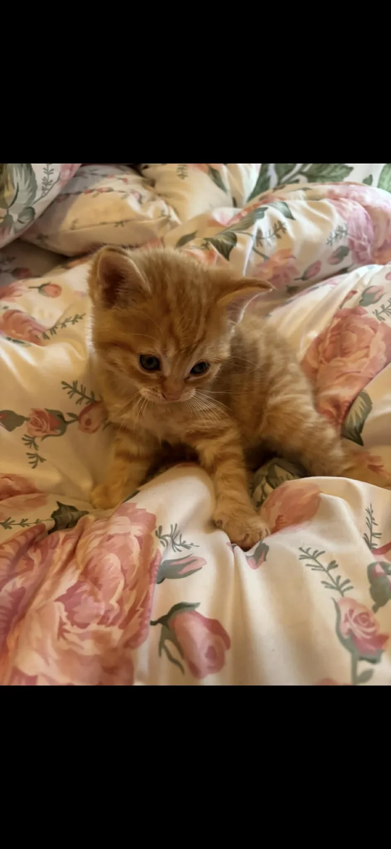 A young medium-sized male Orange / Red Domestic Short Hair cat named Derry for adoption in Adrian, MI