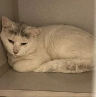 An adult large-sized male Buff & White Domestic Short Hair cat named Rory for adoption in Mason City, IA