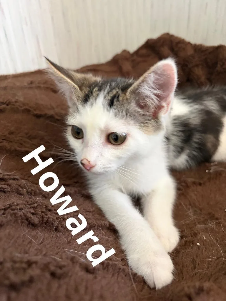 A baby small-sized male Domestic Short Hair cat named Howard for adoption in Ogden, UT