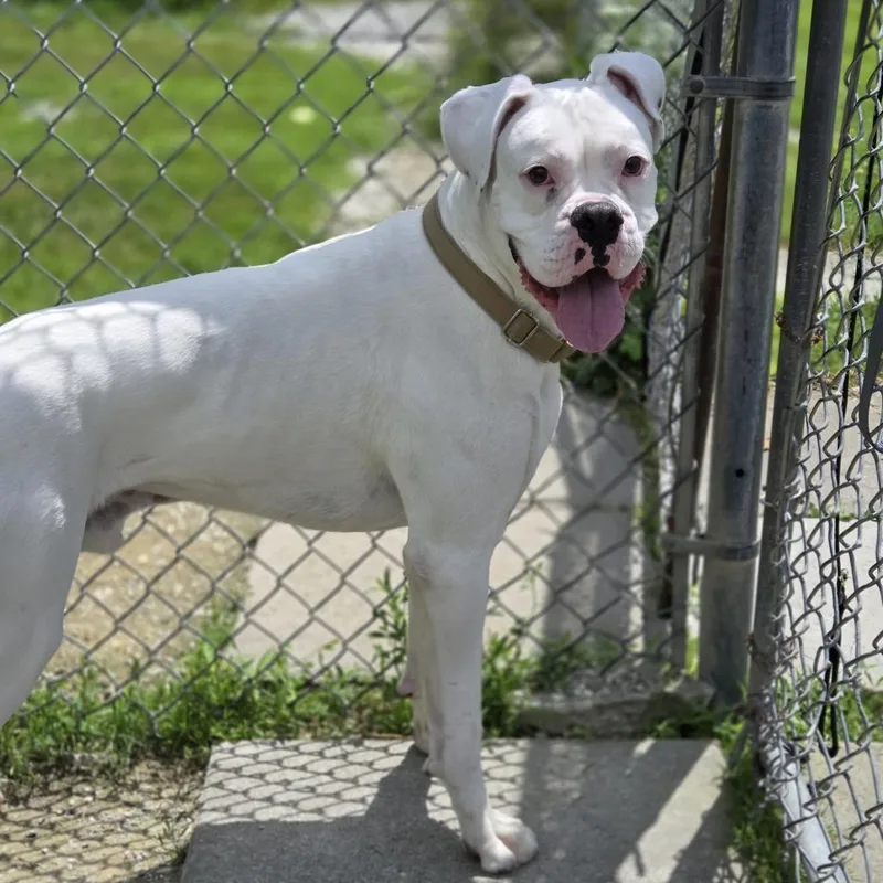 An adult large-sized male White / Cream Boxer dog named Bucky for adoption in Pittsford, VT