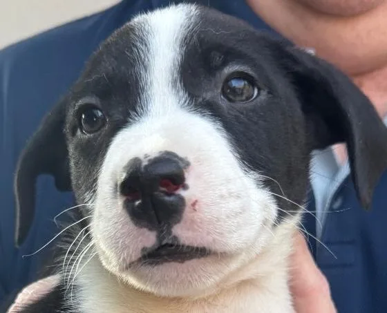 A baby large-sized male Tricolor (Brown, Black, & White) Greater Swiss Mountain Dog dog named Panini for adoption in Anoka, MN