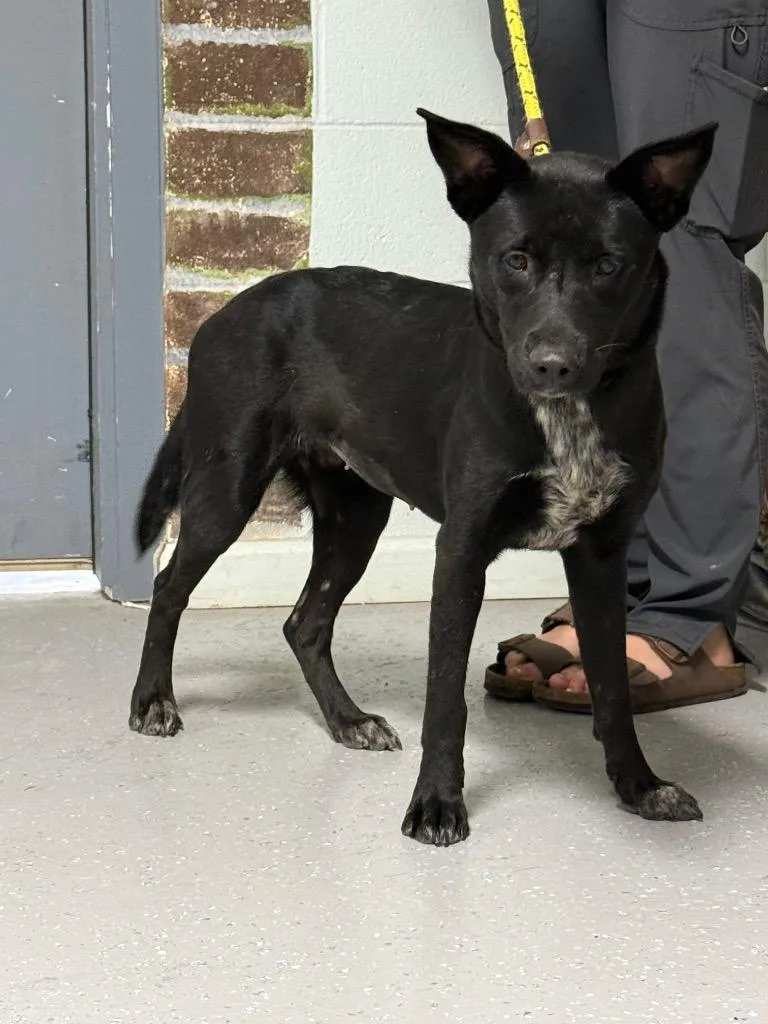 A young medium-sized female Australian Cattle Dog / Blue Heeler dog named Mary Kate for adoption in Kingsland, GA
