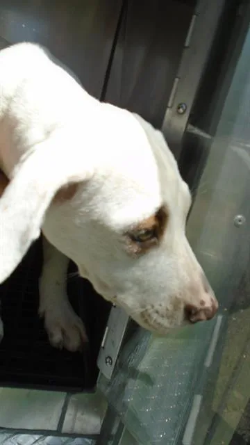 A baby medium-sized female Pit Bull Terrier dog named Snowspot for adoption in Dallas, TX