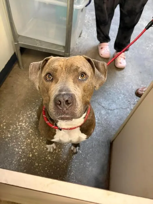 An adult small-sized male Mixed Breed dog named Easton for adoption in Ocala, FL