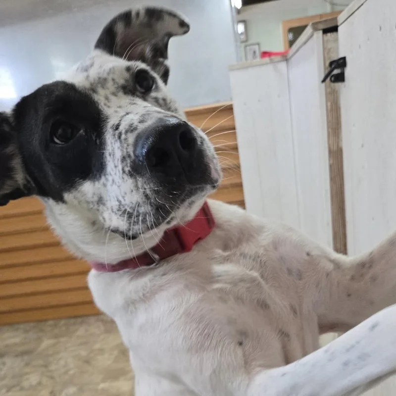 An adult large-sized male Australian Shepherd dog named Milkshake for adoption in Pilot Point, TX