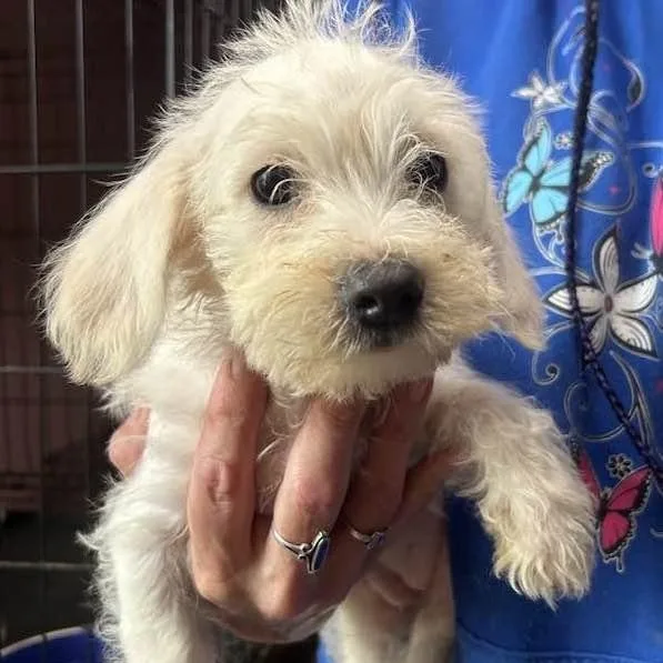 A baby small-sized female White / Cream Maltipoo dog named Poppy for adoption in Vacaville, CA