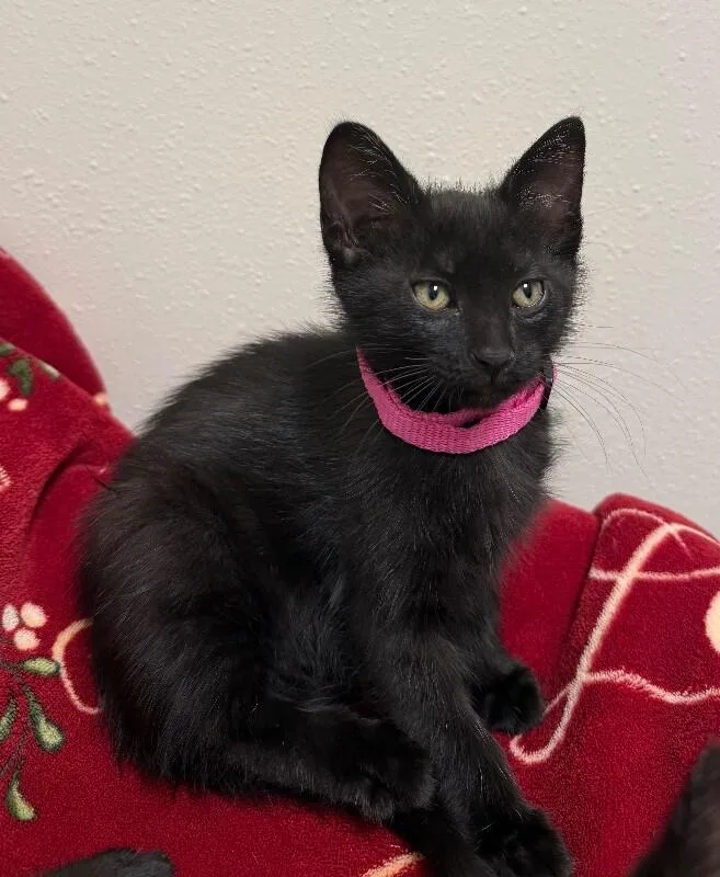 A young small-sized female Domestic Medium Hair cat named Zara for adoption in Yankton, SD