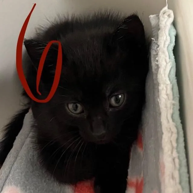 A baby small-sized female Black Domestic Short Hair cat named Six for adoption in Westminster, CA