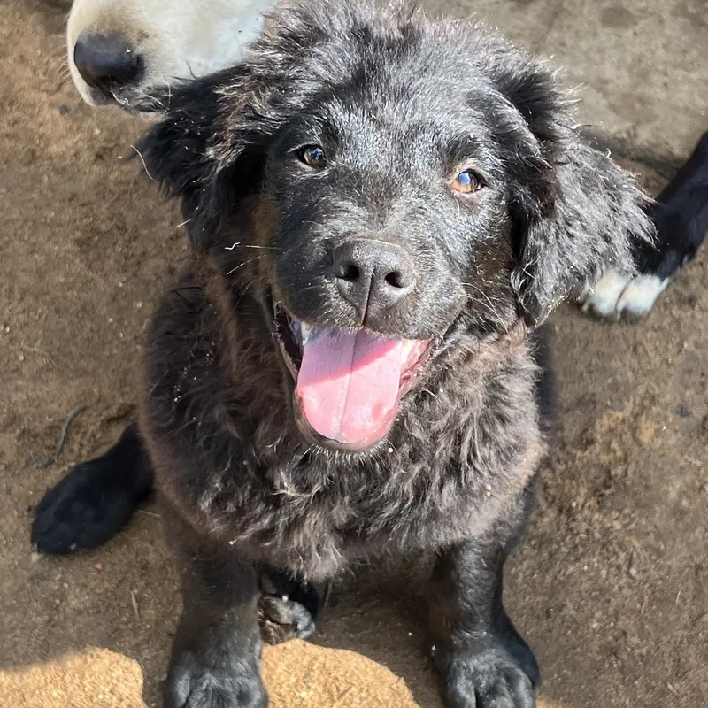 Frizzy Freddy thumbnail 3