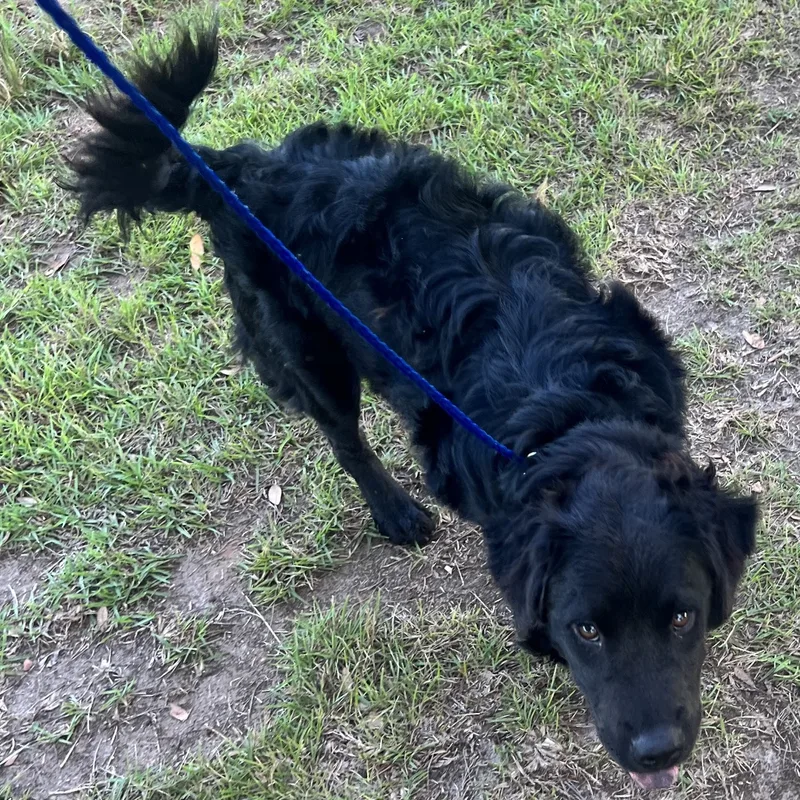 Frizzy Freddy thumbnail 4