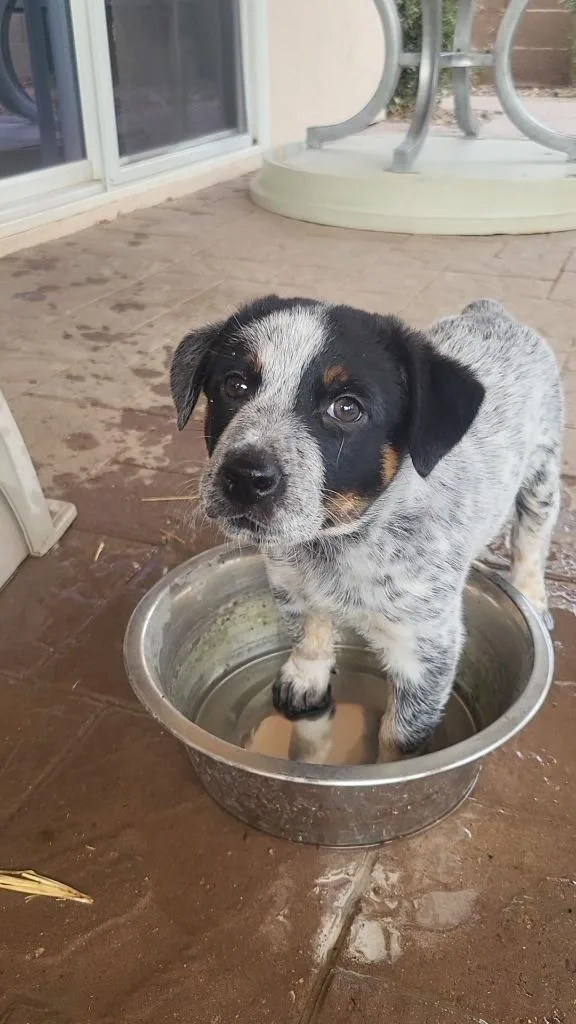 A baby medium-sized female Australian Cattle Dog / Blue Heeler dog named Vaquero for adoption in Phoenix, AZ
