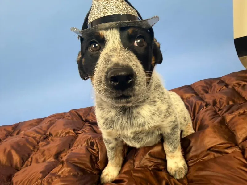 Vaquero thumbnail 2