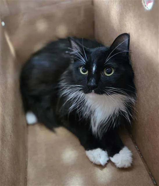 Sora