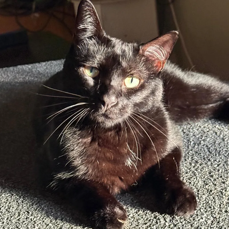 An adult medium-sized male Black Domestic Short Hair cat named Mister for adoption in Asheville, NC