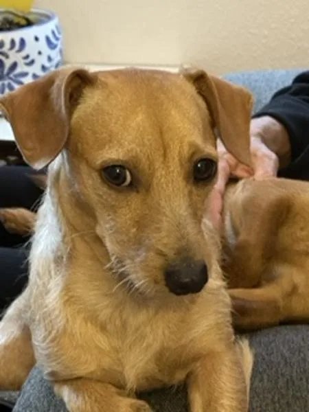 A young small-sized male Dachshund dog named Squiggy for adoption in Novato, CA