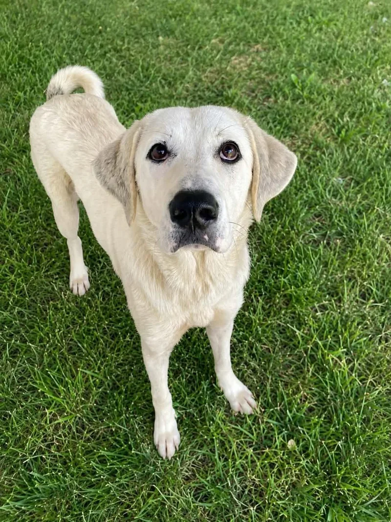 A young large-sized female Great Pyrenees dog named Rollie for adoption in Palos Heights, IL