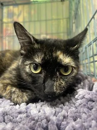 An adult medium-sized female Domestic Short Hair cat named Mallory for adoption in Gainesville, FL