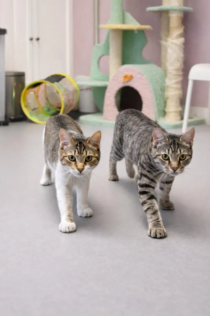 Squirrel thumbnail 2