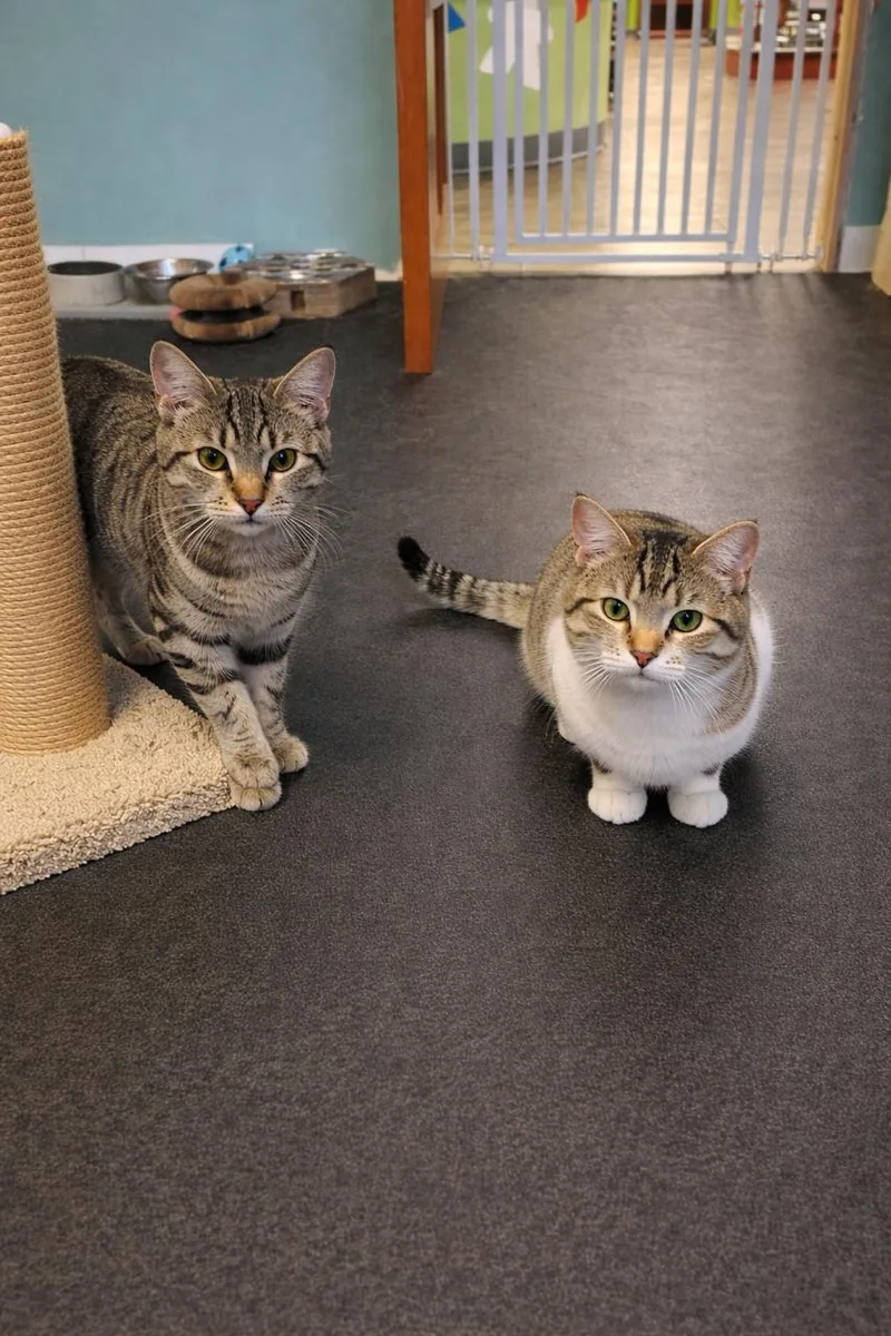 Squirrel thumbnail 4