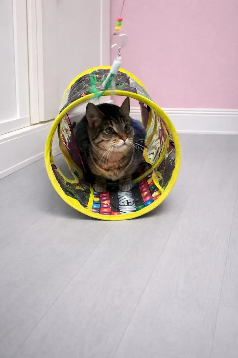 Squirrel thumbnail 6