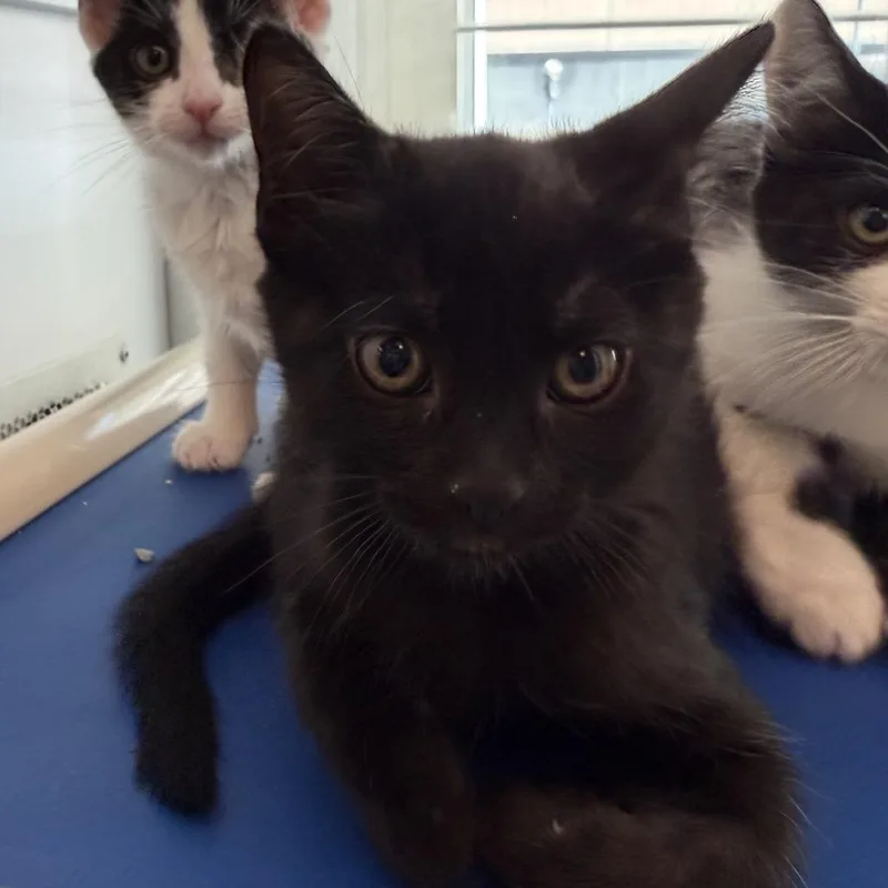 A baby small-sized female Domestic Short Hair cat named Yuffie for adoption in Los Angeles, CA