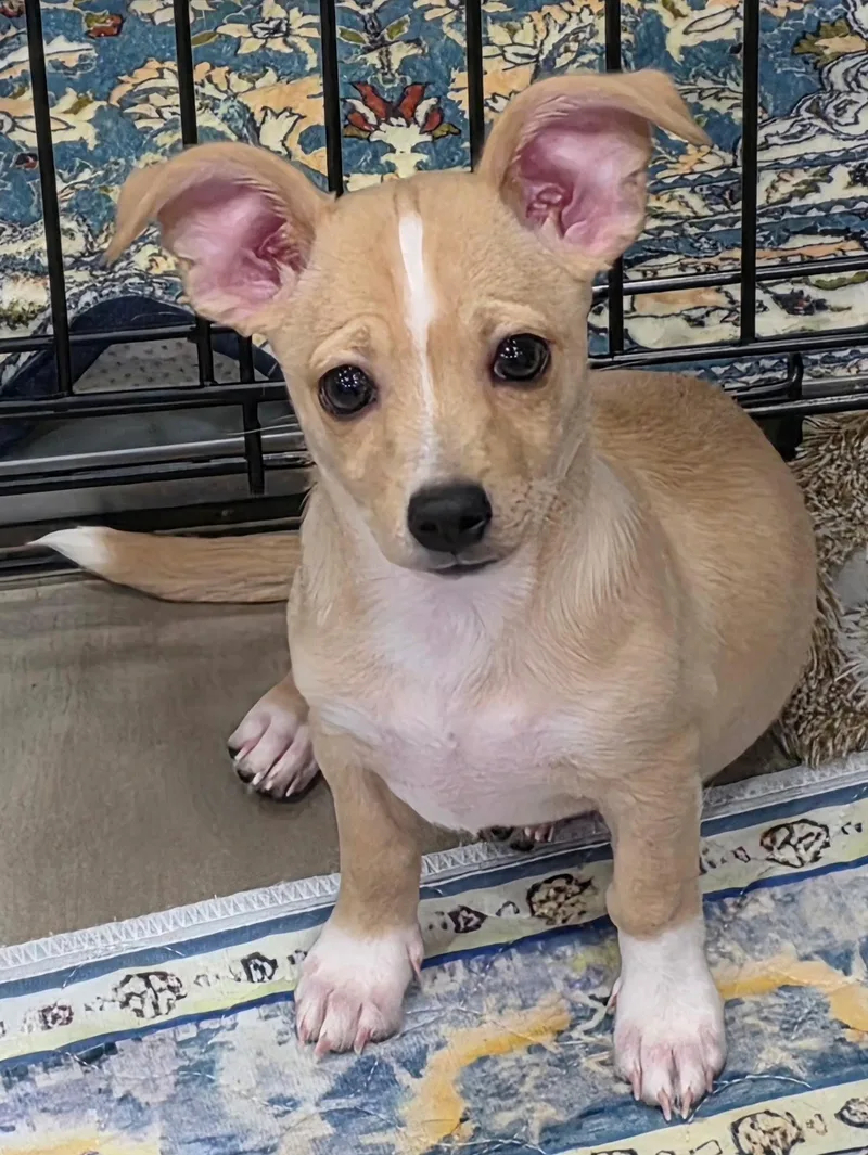 A baby small-sized female Yellow / Tan / Blond / Fawn Chihuahua dog named Ella Mae for adoption in Las Vegas, NV