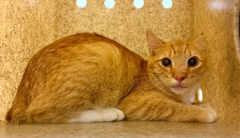 A young medium-sized male Domestic Short Hair cat named Carlos for adoption in Douglasville, GA