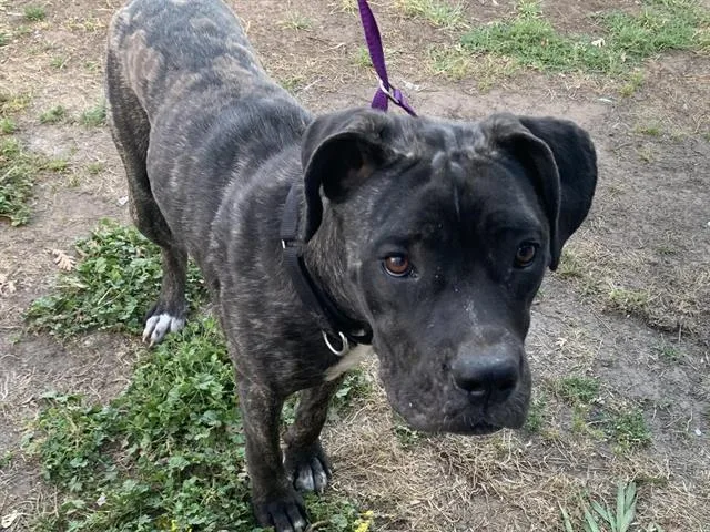 A young large-sized female Mastiff dog named Yennefer for adoption in Sacramento, CA