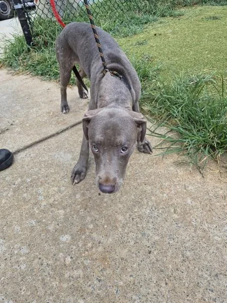 A young medium-sized male Labrador Retriever dog named Ic for adoption in Lawrenceville, GA