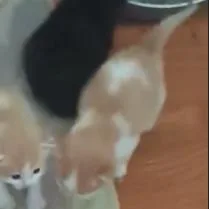 A baby small-sized male Orange / Red Domestic Short Hair cat named Kit for adoption in Branson, MO