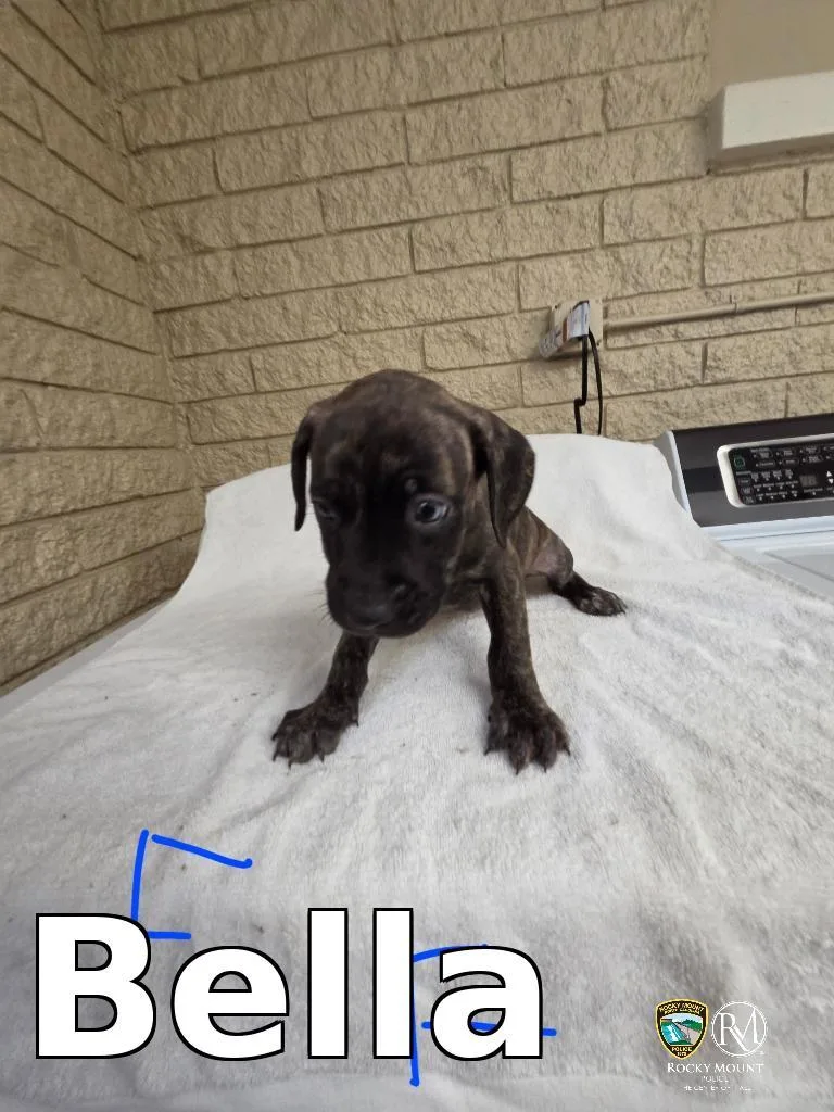 A baby small-sized female Cane Corso dog named Bella for adoption in Rocky Mount, NC