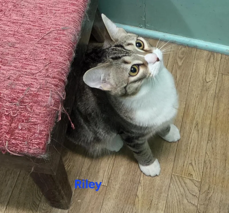 A young medium-sized female Tabby (Brown / Chocolate) Domestic Short Hair cat named Riley for adoption in Whitewater, WI
