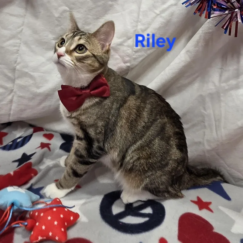 Riley thumbnail 3