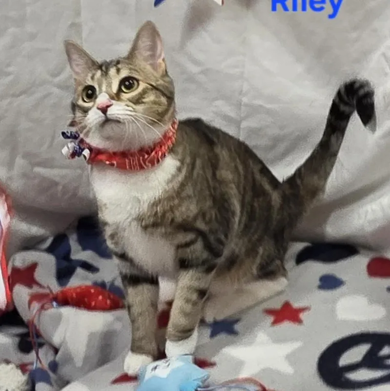 Riley thumbnail 5