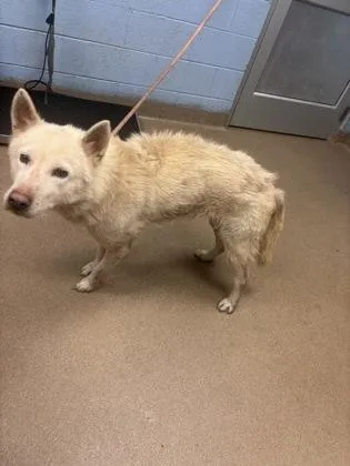 An adult large-sized female Mixed Breed dog named Embark for adoption in Chamblee, GA