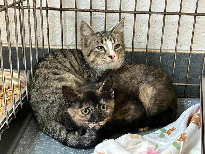 A baby small-sized female Tortoiseshell Domestic Short Hair cat named Kiki for adoption in King George, VA