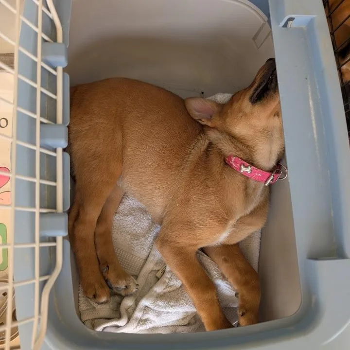A baby medium-sized female Yellow / Tan / Blond / Fawn Rottweiler dog named Jelly Bean for adoption in Fayetteville, GA